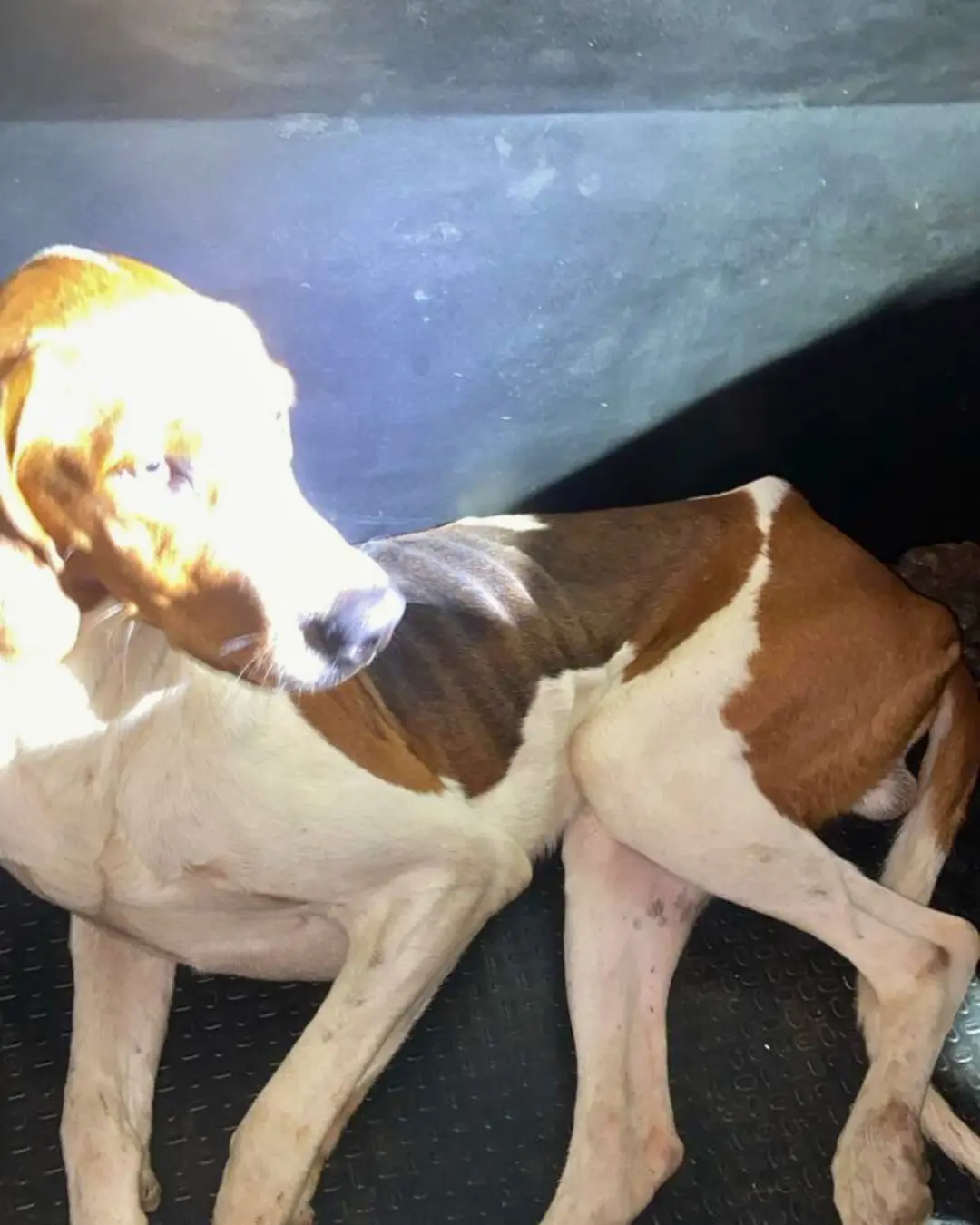 Homem é preso por maus-tratos a animais no Capela Velha