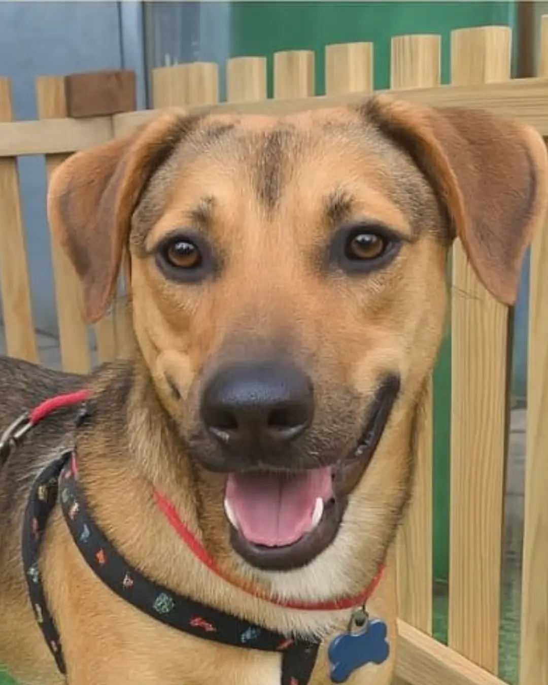 Instituto Apadrinhamento Canino de Araucária fará feira de adoção em shopping de Curitiba