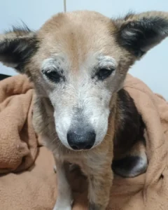 Moradora do Fazenda Velha pede ajuda para encontrar cachorrinha idosa