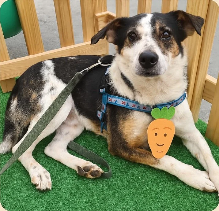 Instituto Apadrinhamento Canino de Araucária fará feira de adoção em shopping de Curitiba