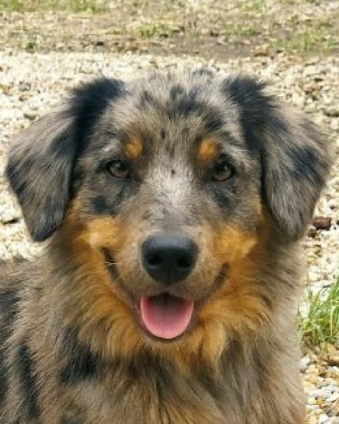 Tutores pedem ajuda da comunidade para encontrar cachorrinha desaparecida no Guajuvira