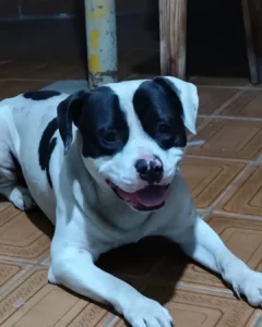 Ajude a encontrar Zeus! Cachorrinho está desaparecido há cerca de dois meses