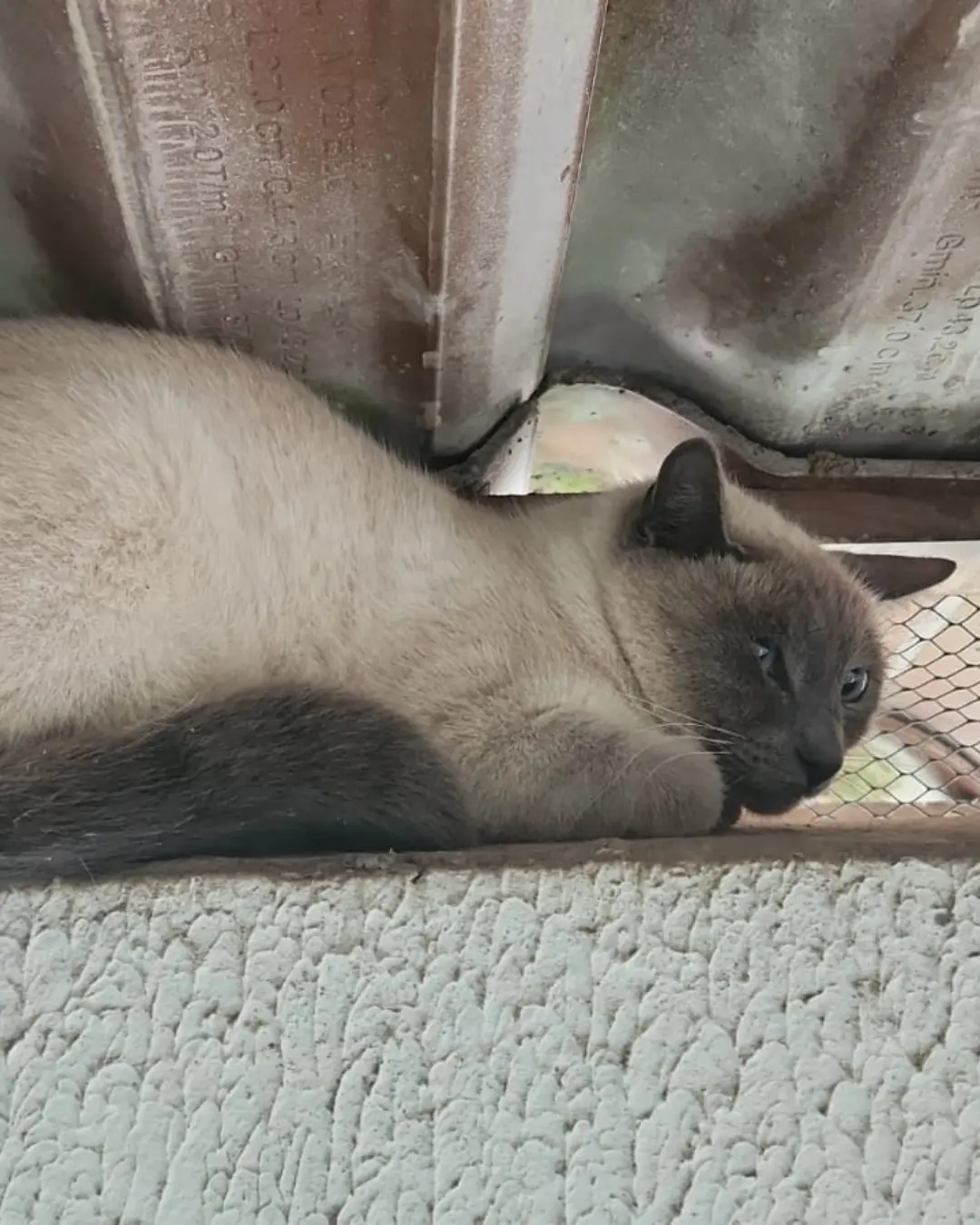 Funcionários estão à procura de tutor do gatinho que apareceu em escritório de empresa