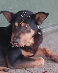 Moradores pedem ajuda para encontrar cão comunitário ferido