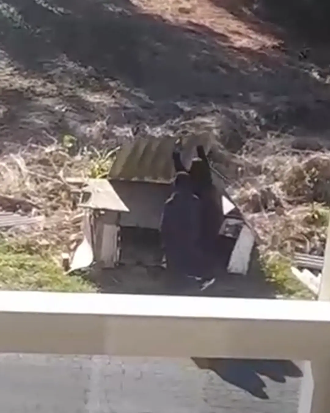 Mulher é flagrada destruindo casinha de cães comunitários do bairro Thomaz Coelho