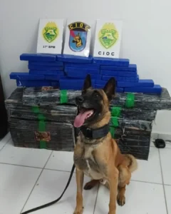 No Chapada, PM apreende “droga pra cachorro!” K9 ajudou na localização dos 134 Kg de maconha
