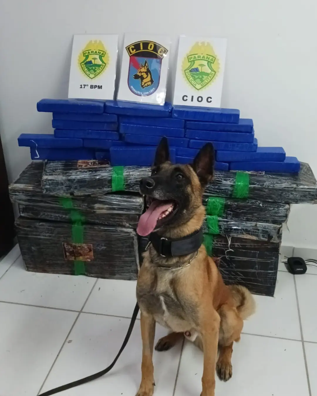 No Chapada, PM apreende “droga pra cachorro!” K9 ajudou na localização dos 134 Kg de maconha