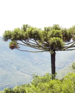 Santuário Nossa Senhora dos Remédios convida para o 1º Encontro da Pastoral da Ecologia Integral