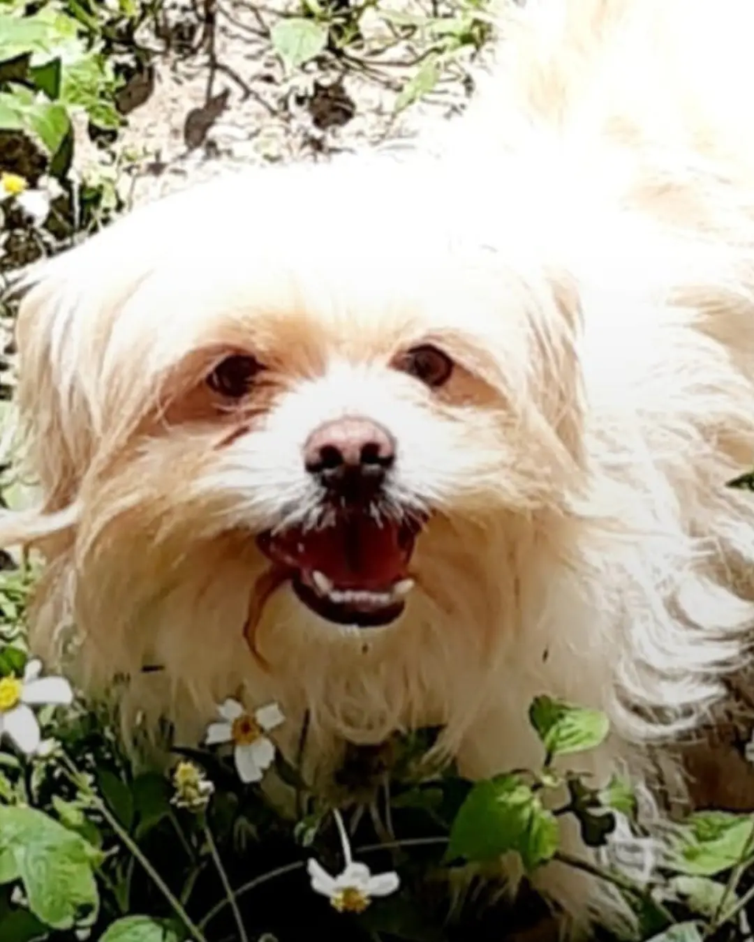 Tutora pede ajuda para encontrar cachorrinho Fred que desapareceu no Capela Velha