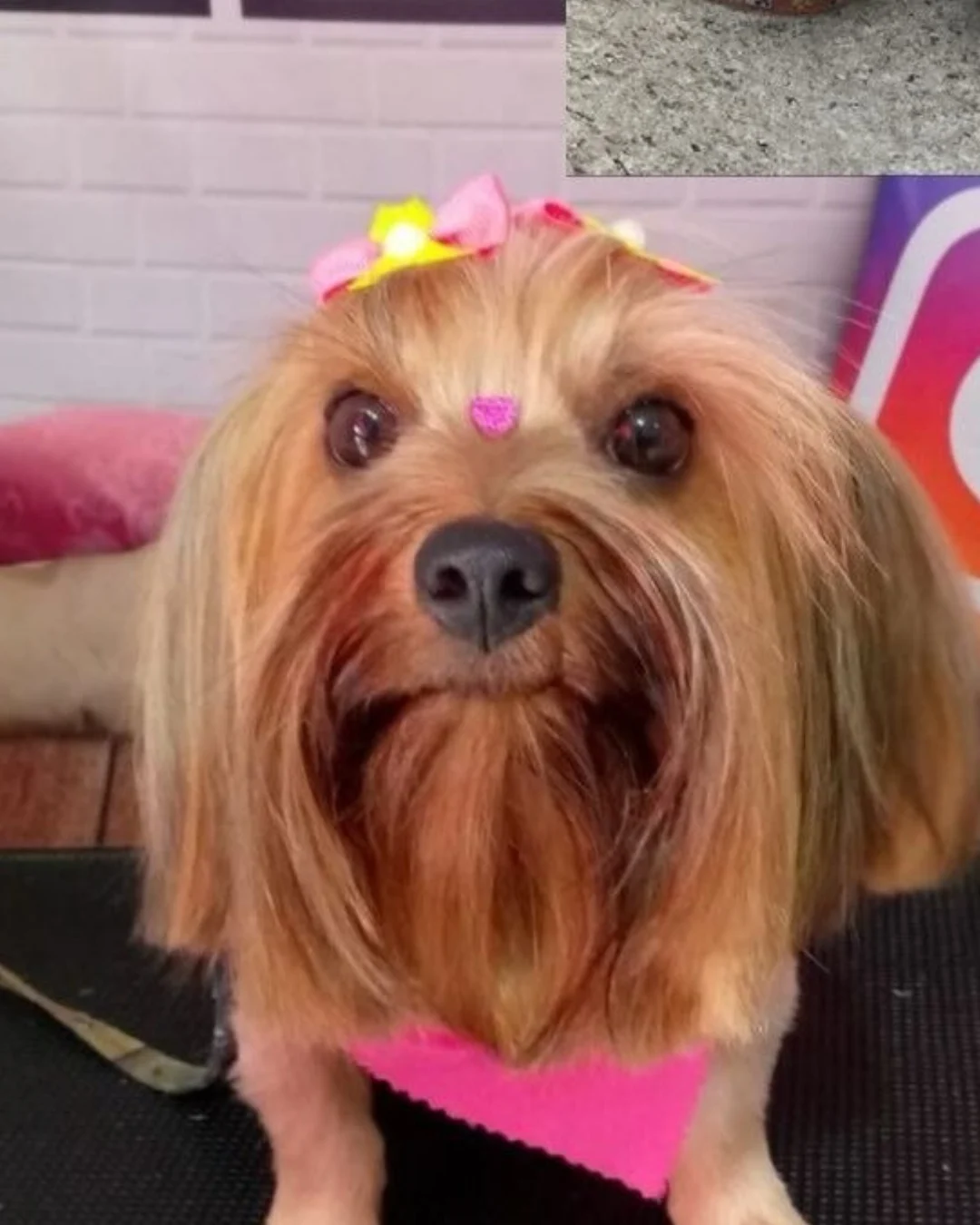 Cachorrinha Lavínia continua desaparecida e tutor oferece recompensa para quem devolvê-la