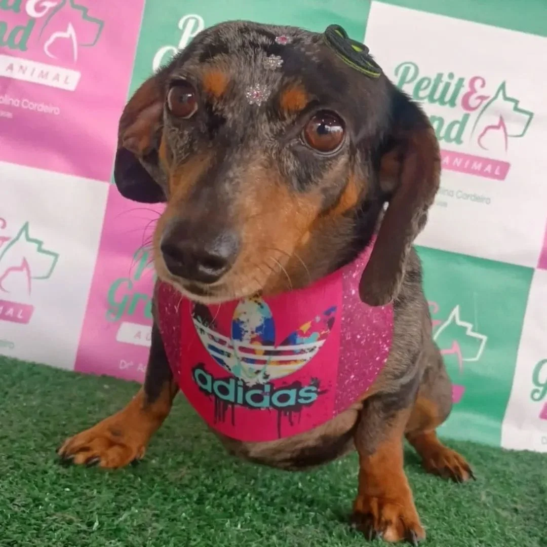 Ajude a encontrar a cachorrinha Lika que desapareceu no Campina da Barra