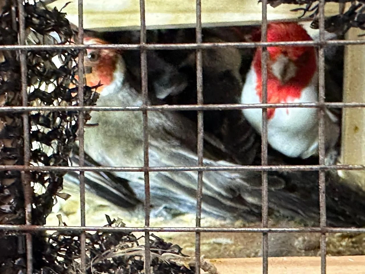 PRF apreende em Araucária 250 aves silvestres que seriam vendidas em São Paulo
