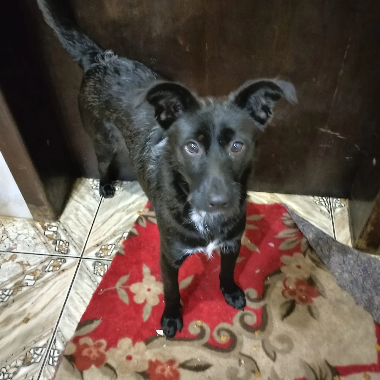 Urgente! Moradora pede ajuda para encontrar um lar para cachorrinha até sexta-feira (18)