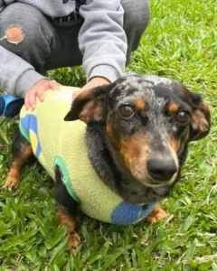 Ajude a encontrar a cachorrinha Lika que desapareceu no Campina da Barra