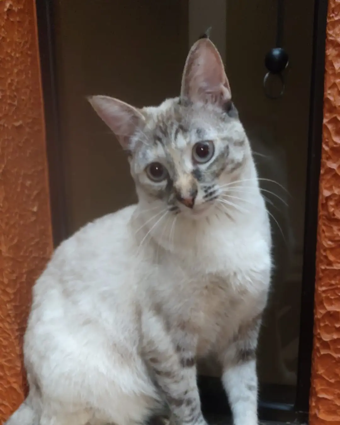 Ajude a encontrar a gatinha Mack que sumiu próximo ao Terminal Central