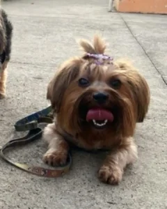 Cachorrinha Lavínia continua desaparecida e tutor oferece recompensa para quem devolvê-la