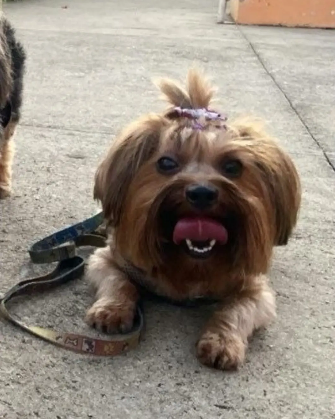 Cachorrinha Lavínia continua desaparecida e tutor oferece recompensa para quem devolvê-la