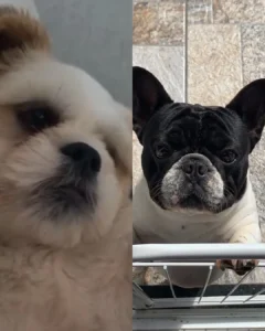Família pede ajuda para encontrar cachorrinhos que fugiram no bairro Iguaçu