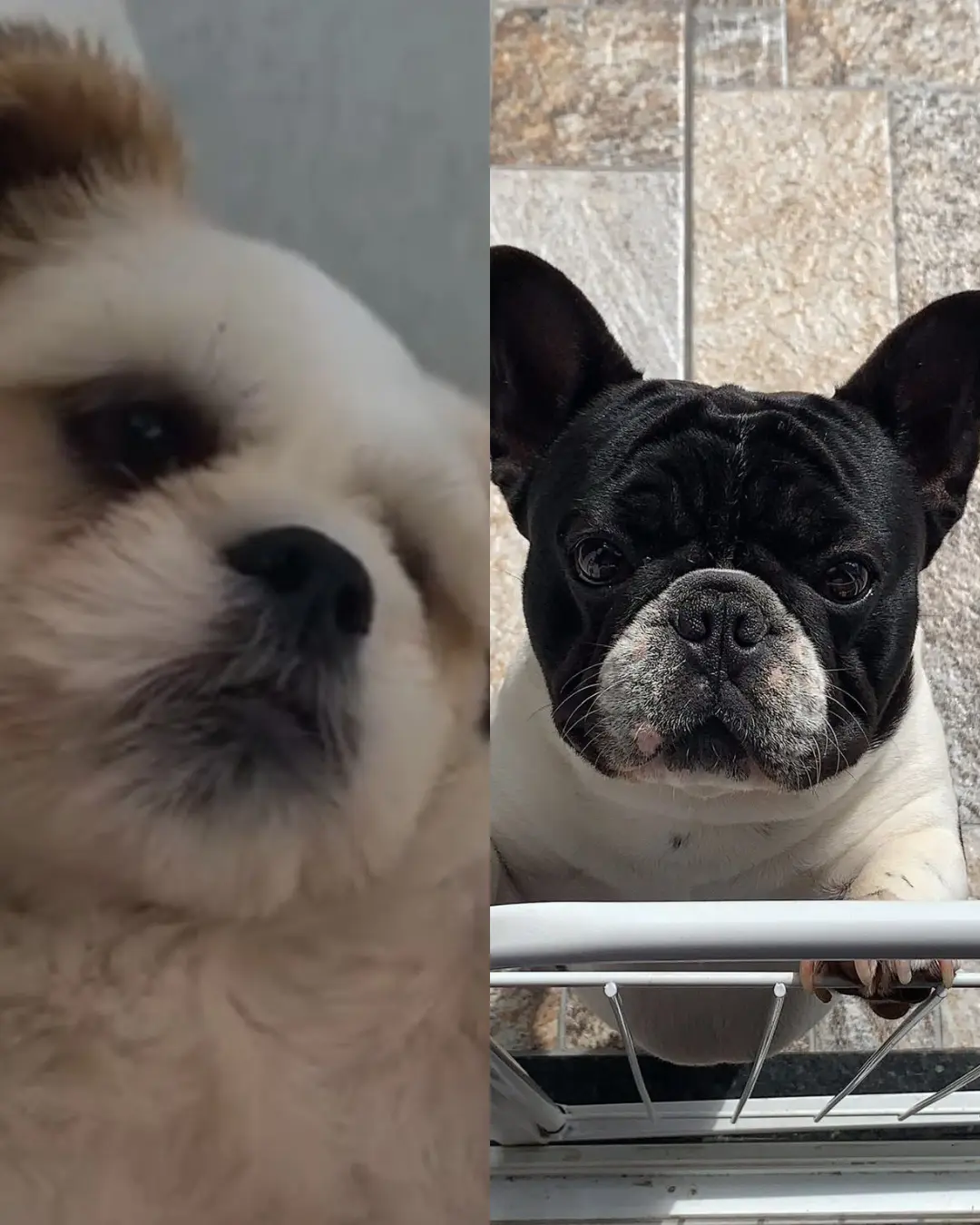 Família pede ajuda para encontrar cachorrinhos que fugiram no bairro Iguaçu