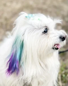 Fazer tatuagens e aplicar piercing em pets pode levar tutor à detenção de até um ano