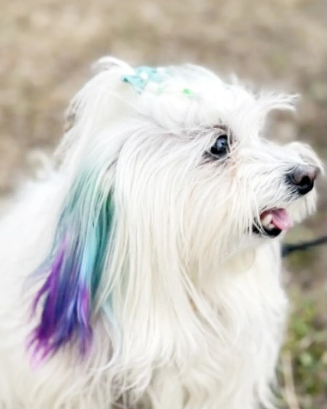 Fazer tatuagens e aplicar piercing em pets pode levar tutor à detenção de até um ano
