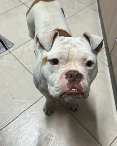 Morador está a procura de dono de cachorrinho encontrado no Fazenda Velha