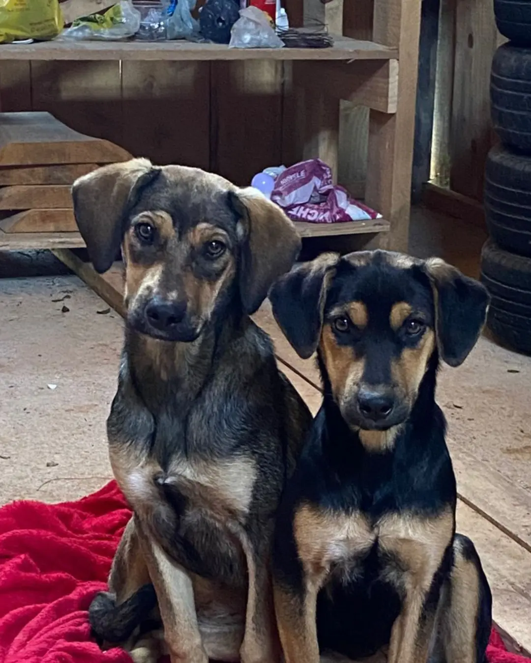 Moradora pede ajuda para encontrar cachorrinhas que sumiram próximo a rotatória do Corpo de Bombeiros