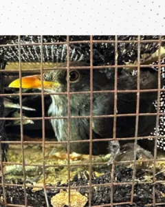 PRF apreende em Araucária 250 aves silvestres que seriam vendidas em São Paulo