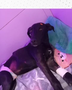 Projeto Salvando Dogs está realizando duas rifas para pagar tratamento de cachorrinha atropelada