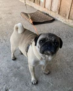 Morador pede ajuda para encontrar dono de cachorrinha pug