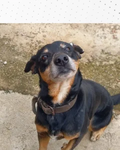 Tutor pede ajuda para encontrar cãozinho Nino que desapareceu no Palmital