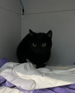 Tutora cria vakinha virtual para pagar o tratamento da gatinha Bella