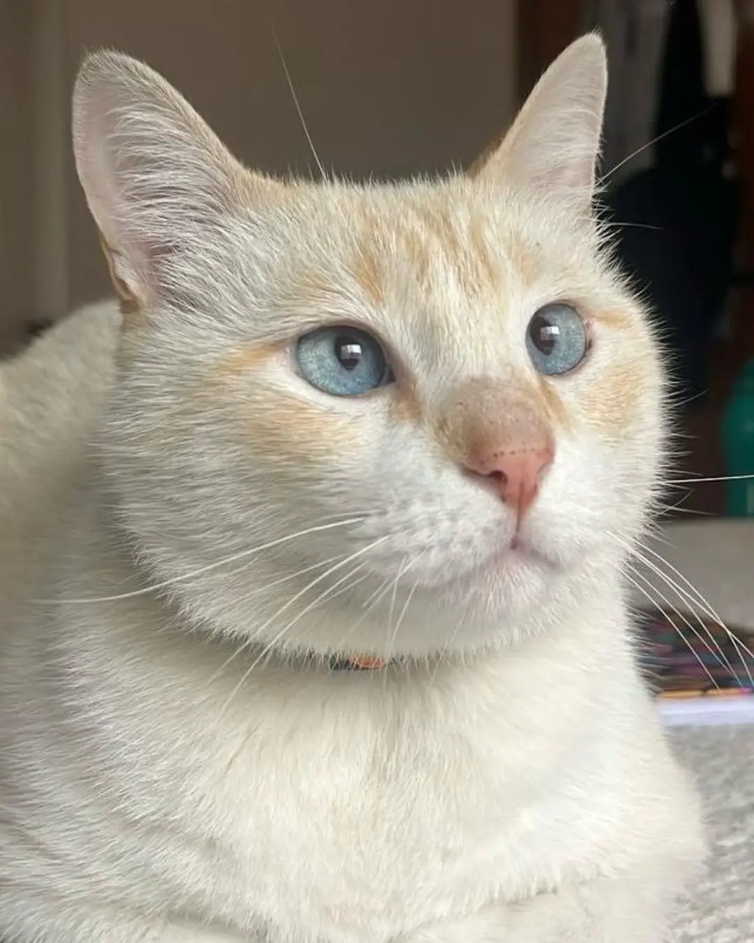 Tutora pede ajuda para encontrar gatinho que sumiu no Campina das Pedras