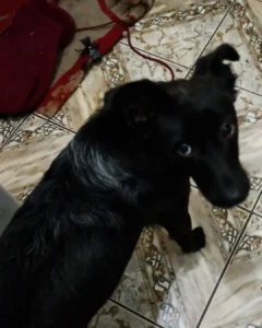 Urgente! Moradora pede ajuda para encontrar um lar para cachorrinha até sexta-feira (18)