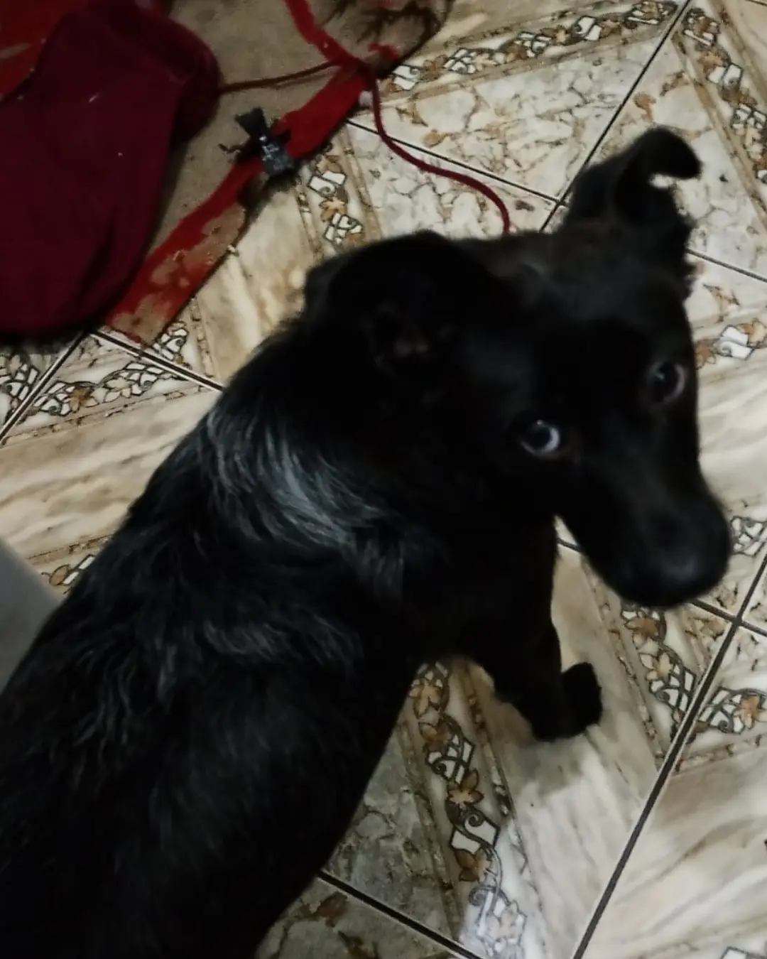 Urgente! Moradora pede ajuda para encontrar um lar para cachorrinha até sexta-feira (18)