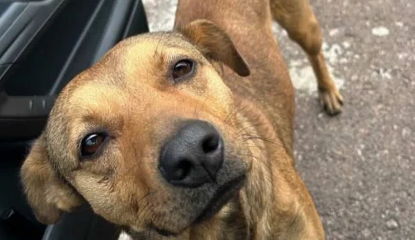 Comunidade pede ajuda para encontrar cão comunitário