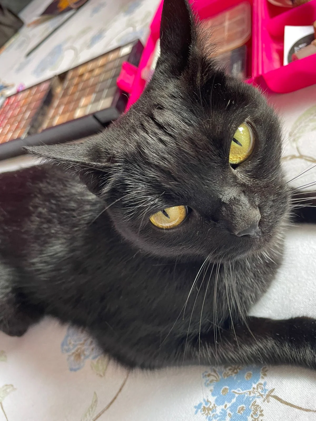 Tutora pede ajuda da população para encontrar a gatinha Meg que desapareceu no Costeira