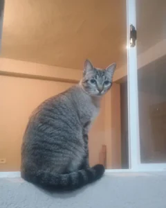 Ajude a encontrar a gatinha Jade