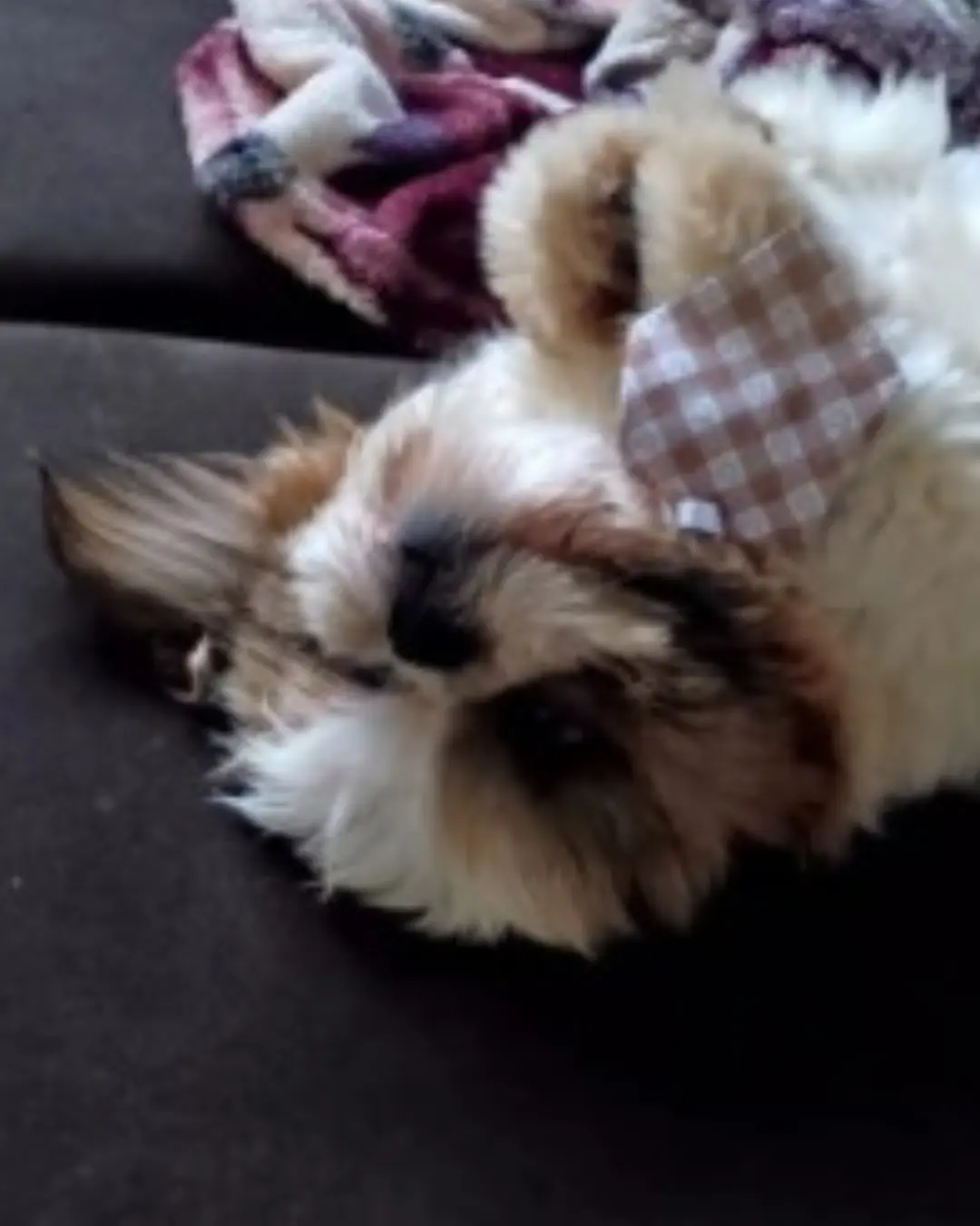 Ajude a encontrar Lucky