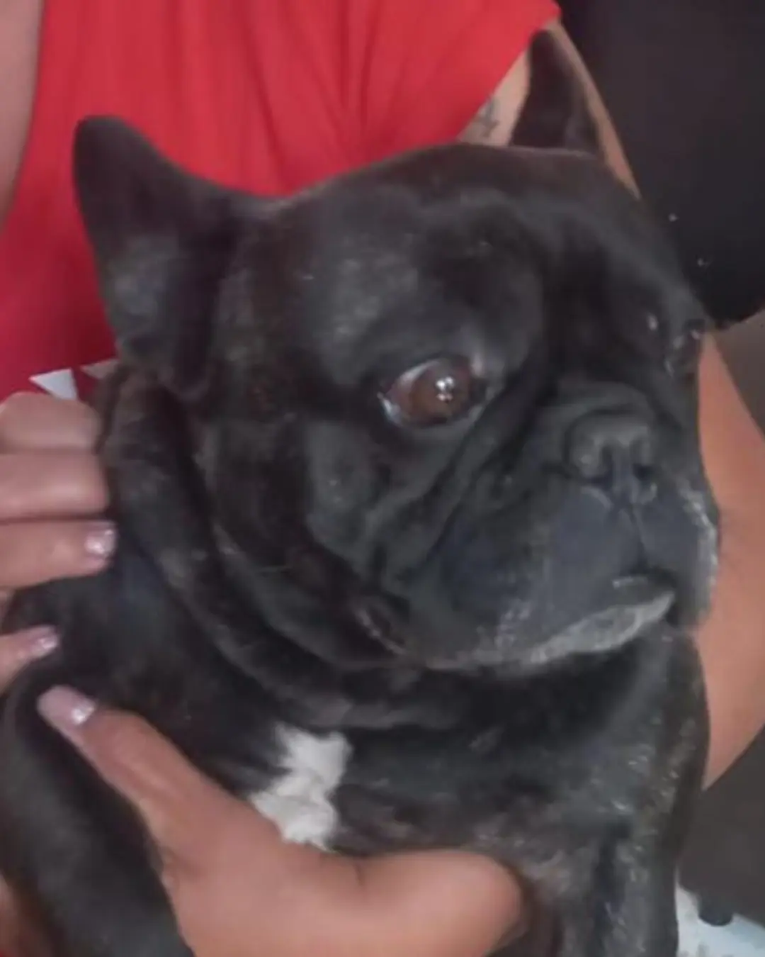 Ajude a encontrar o cachorrinho Teddy que desapareceu no sábado (23)