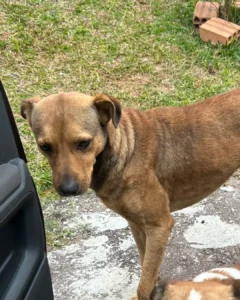 Comunidade pede ajuda para encontrar cão comunitário