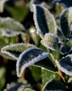 Dia dos Pais será marcado com geada e temperatura mínima de 3°C