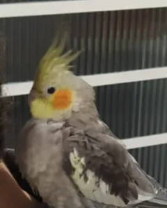 Família pede ajuda para encontrar calopsita Chico que desapareceu no Campina da Barra