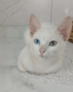 Família pede ajuda para encontrar gatinho desaparecido no Capela Velha
