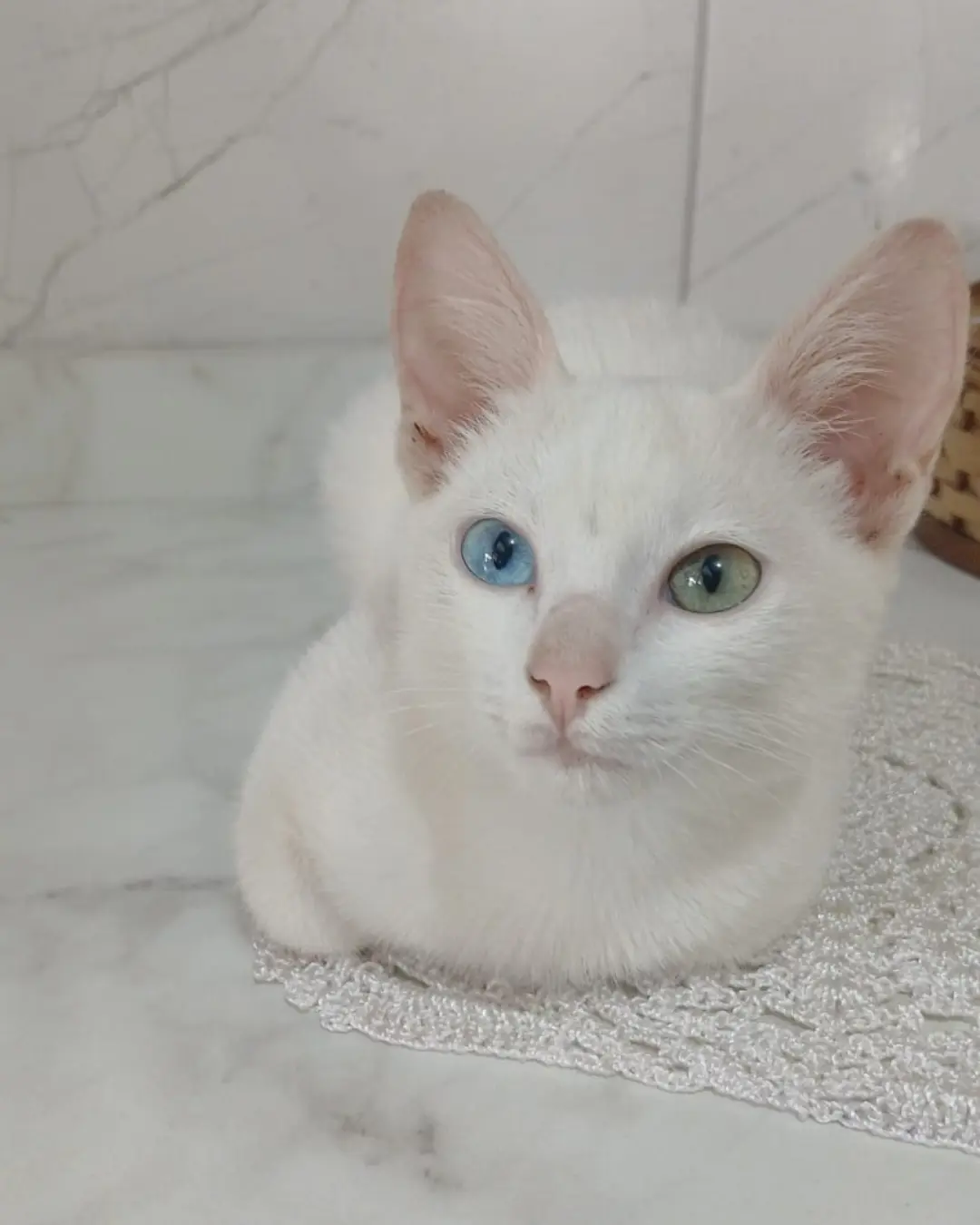 Família pede ajuda para encontrar gatinho desaparecido no Capela Velha