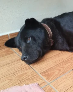 Ajude a achar o cãozinho Tom que desapareceu no Centro