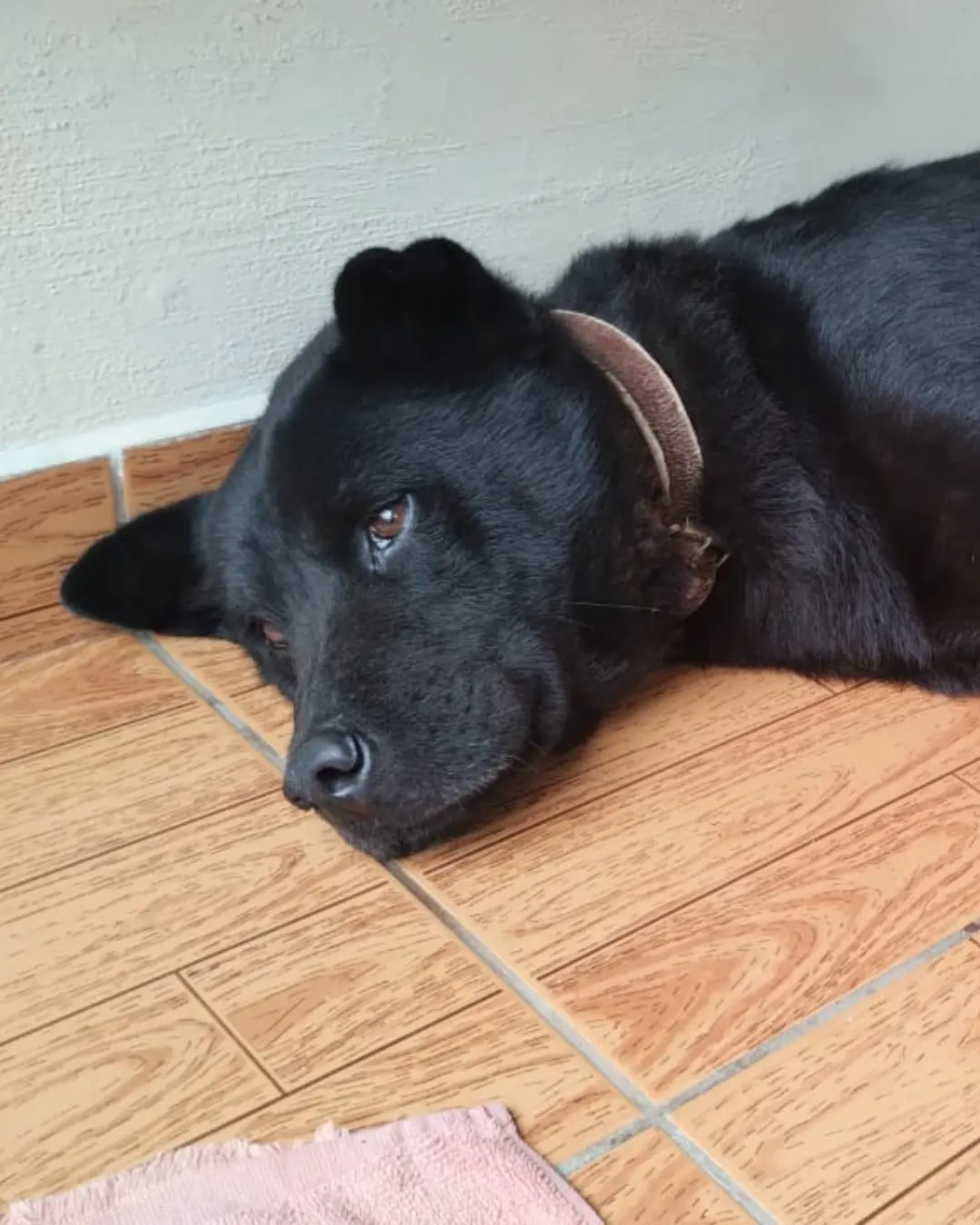 Ajude a achar o cãozinho Tom que desapareceu no Centro