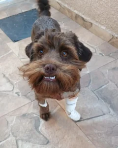 Cachorrinho é resgatado após ser atropelado no Campina da Barra e procura família