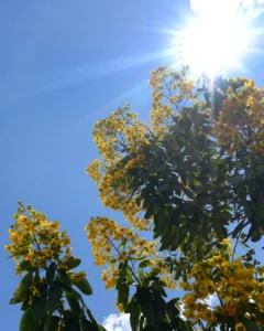 Simepar prevê temperatura máxima de 28°C neste sábado (23)