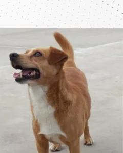 Tutor pede ajuda para encontrar doguinho perdido